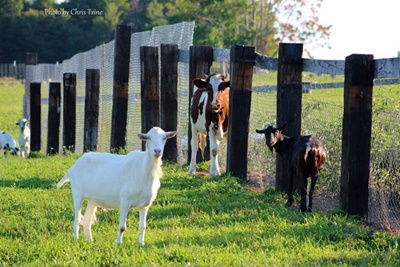 Animals at Cracker Box Palace