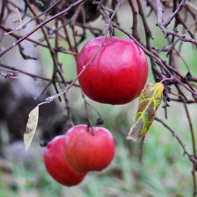 Apples on Naked Tree <i>- by Cathy Contant</i>