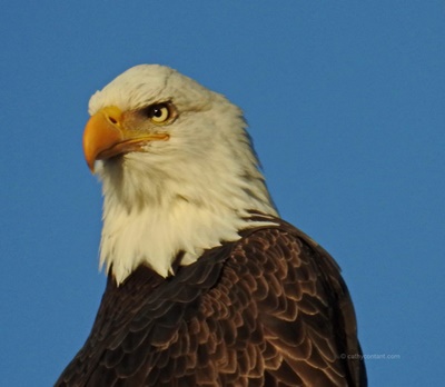 Bald Eagle 3rd Creek Sodus Bay <i>- by Cathy Contant</i>