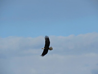 Bald Eagle in Flight over Sodus Bay <i>- by Cathy Contant</i>