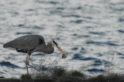 Blue Heron having Dinner <i>- by Cathy Contant</i>