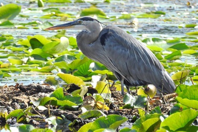 Blue Heron on Sodus Bay <i>- by Cathy Contant</i>