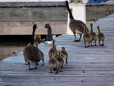 Canadian Geese Family <i>- by Cathy Contant</i>