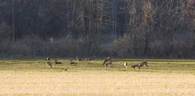 Deer in Field near Sodus Bay <i>- by Cathy Contant</i>