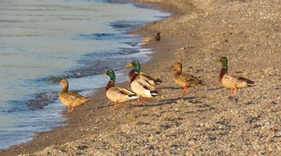 Duck Family <i>- by Cathy Contant</i>