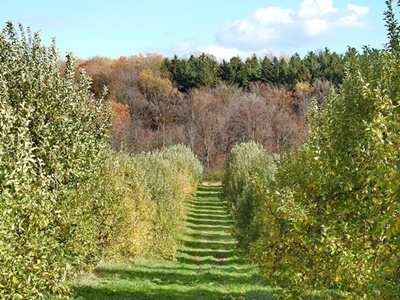 End of Apple Season <i>- by Cathy Contant</i>