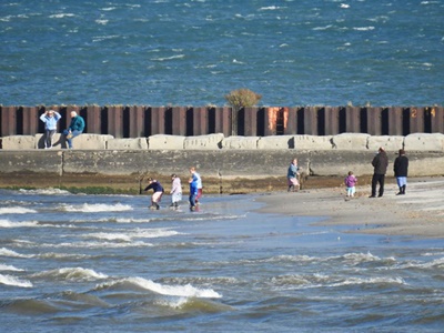 February Beach Visitors <i>- by Cathy Contant</i>