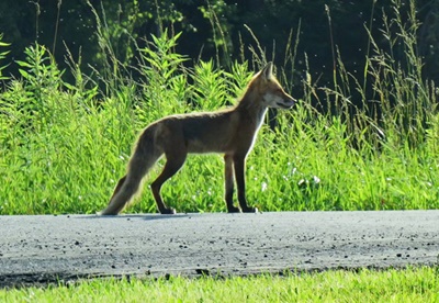 Fox on the way to the Bay <i>- by Cathy Contant</i>