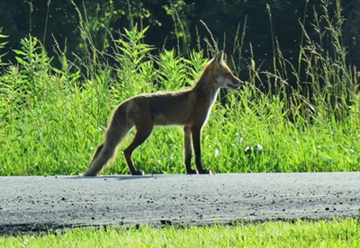 Fox on the way to the Bay <i>- by Cathy Contant</i>