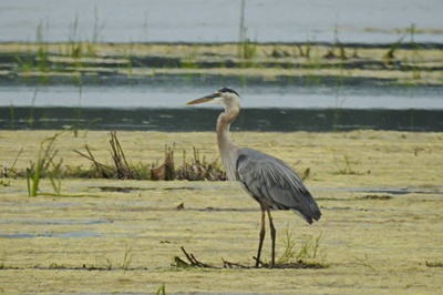 Great Blue Heron on Great Sodus Bay <i>- by Cathy Contant</i>