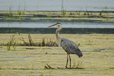Great Blue Heron on Great Sodus Bay <i>- by Cathy Contant</i>