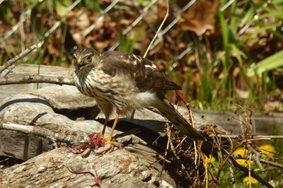 Hawk at Great Sodus Bay <i>- by Cathy Contant</i>