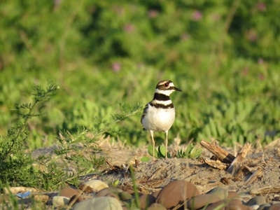 Killdeer at Great Sodus Bay <i>- by Cathy Contant</i>