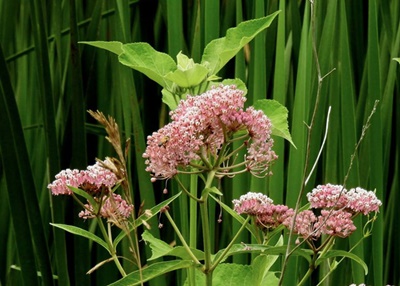 Milkweed <i>- by Cathy Contant</i>