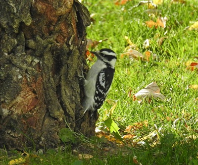 Northern Downy Woodpecker <i>- by Cathy Contant</i>