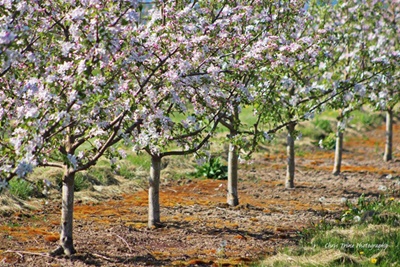 Orchard in Bloom <i>- by Chris Trine</i>