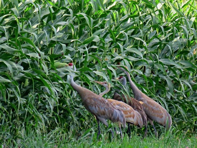 Sandhill Cranes in the Corn Field <i>- by Cathy Contant</i>