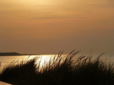 Sunset through the Grass <i>- by Cathy Contant</i>