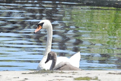 Swan Family on Great Sodus Bay <i>- by Cathy Contant</i>
