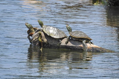 Triple Turtles <i>- by Cathy Contant</i>