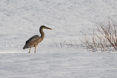 Winter Great Blue Heron <i>- by Cathy Contant</i>