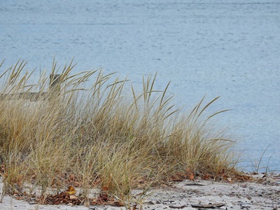 Beach Grass on Lake Ontario <i>- by Cathy Contant</i>