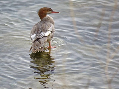 Birds on Sodus Bay <i>- by Cathy Contant</i>