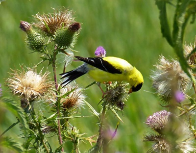 Bird on a Thistle <i>- by Cathy Contant</i>